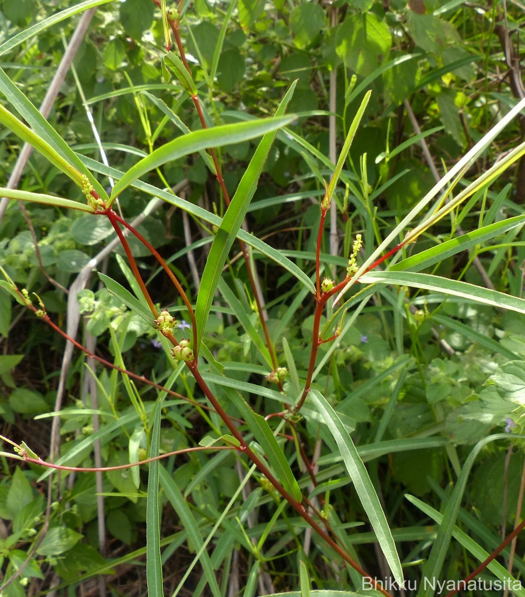 Microstachys chamaelea (L.) Müll.Arg.